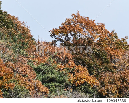 Autumn leaves of Satoyama Autumn leaves of Satoyama 109342888