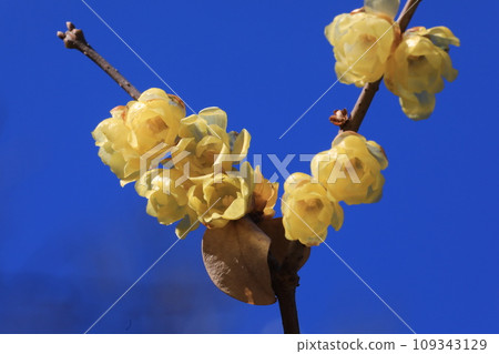 蠟李子 蠟李子 109343129