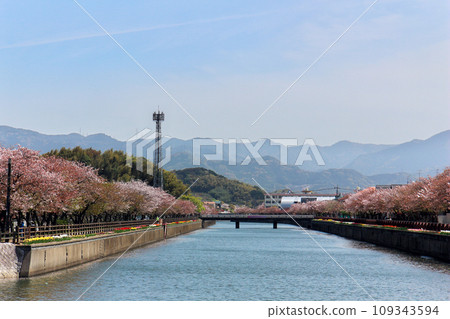 Cherry blossoms along the river 109343594