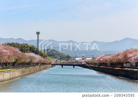 Cherry blossoms along the river 109343595