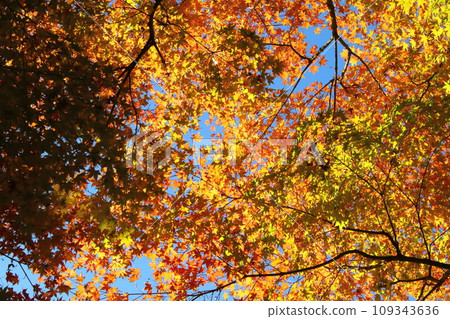 Autumn landscape autumn leaves 109343636