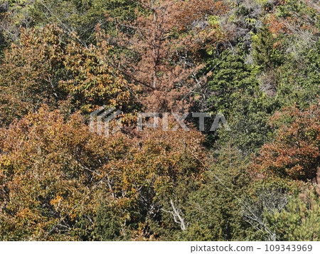里山的秋葉 109343969