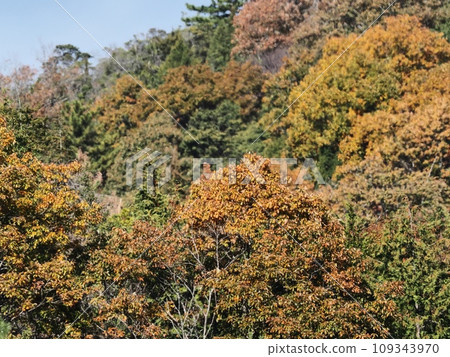 里山的秋葉 109343970