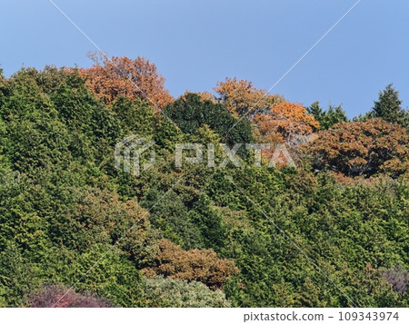 里山的秋葉 109343974