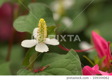 Dokudami flower 109344062