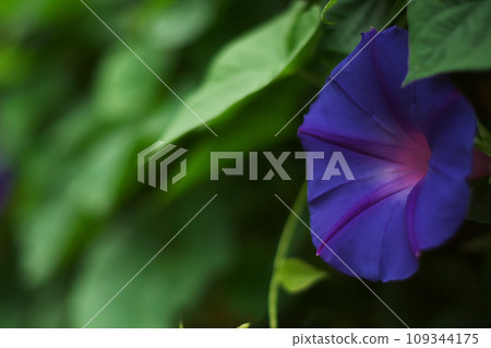 Blue morning glory 109344175