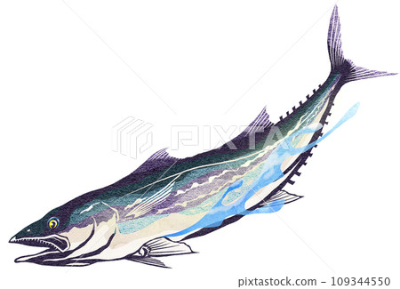 Realistic illustration of mackerel 109344550