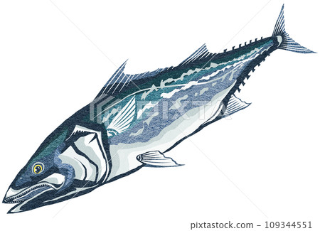 Spanish mackerel realistic illustration 109344551