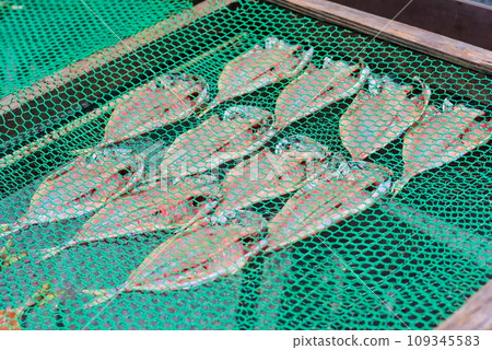 Many horse mackerel opening while drying in the sun Many horse mackerel opening while drying in the sun 109345583