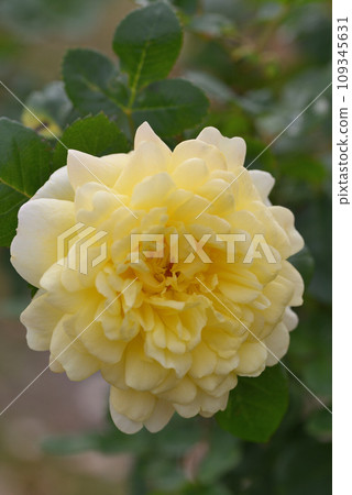 Rose (Belle Romantica) Rose (Belle Romantica) 109345631