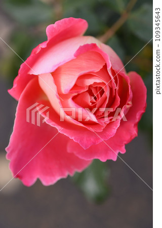 玫瑰（粉紅女士荷葉邊） 109345643