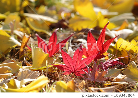 Fallen leaves Fallen leaves 109345804