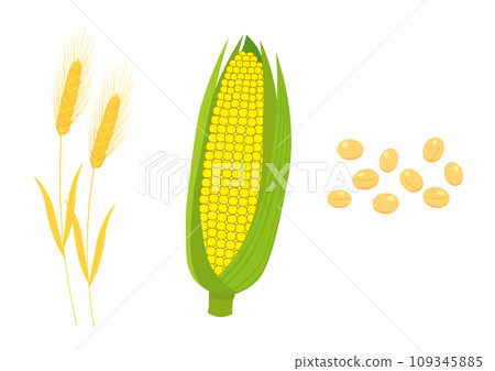 wheat, corn and soybeans - Stock Illustration [109345885] - PIXTA
