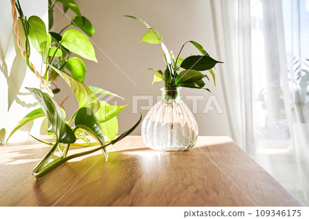 Glass vase in the sun with a ficus shoot that takes root in the water. Glass vase in the sun with a ficus shoot that takes root in the water. 109346175