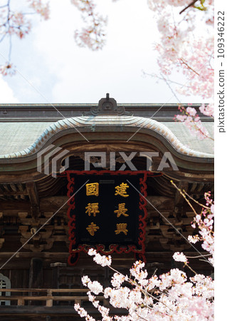古都鎌倉的春天,建長寺、三門的櫻花 古都鎌倉的春天,建長寺、三門的櫻花 109346222