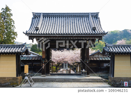 古都鎌倉的春天，建長寺正門的櫻花 109346231