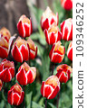 Red tulip 109346252