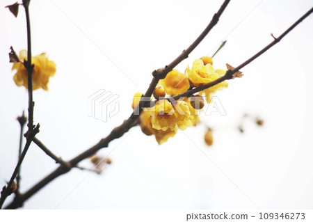 寒冷的天空中綻放的柔白花 寒冷的天空中綻放的柔白花 109346273