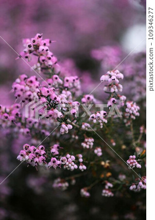 Janome Erica flowers call for spring Janome Erica flowers call for spring 109346277