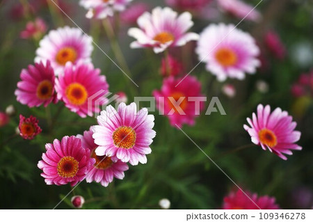 瑪格麗特白色和紅色的花朵 109346278