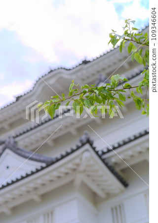Branches and leaves of cherry blossoms photographed with Odawara Castle in the background Branches and leaves of cherry blossoms photographed with Odawara Castle in the background 109346604