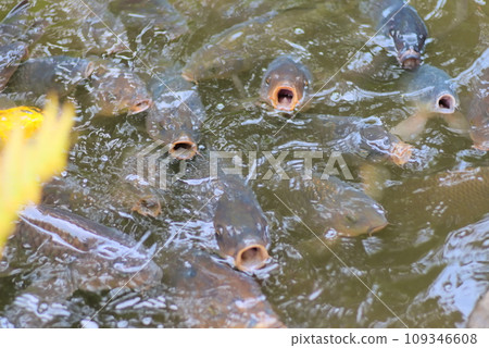 許多鯉魚張開嘴索要食物。 許多鯉魚張開嘴索要食物。 109346608