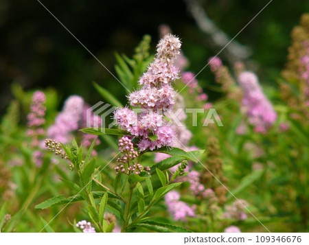 栃木縣日光戰場原的保崎下附 109346676