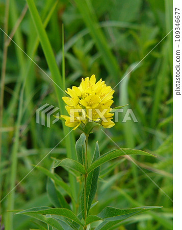 栃木縣日光戰場原的 Kuseredama 109346677