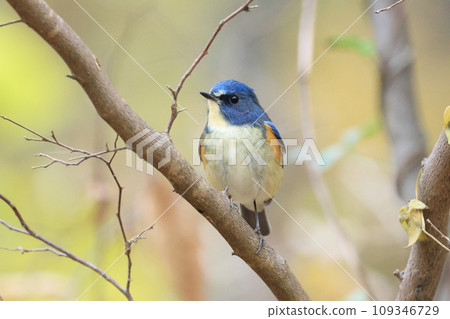藍鳥‗雄性紅尾鶲棲息在樹枝上 藍鳥‗雄性紅尾鶲棲息在樹枝上 109346729