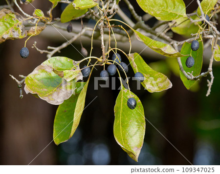 木犀科植物橢圓形黑色果實 109347025