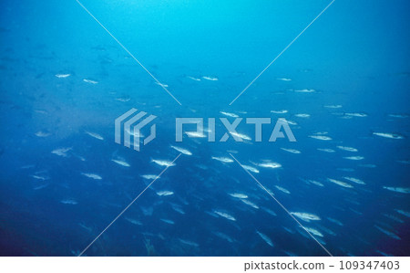 曲棍球群 2 109347403