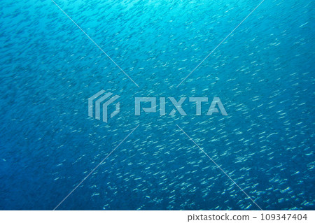 一大群石斑魚 109347404