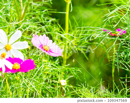 秋天的景色:可愛多彩的宇宙 秋天的景色:可愛多彩的宇宙 109347569