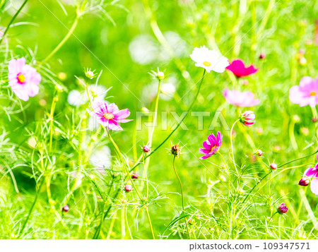 Autumn scenery: cute and colorful cosmos Autumn scenery: cute and colorful cosmos 109347571
