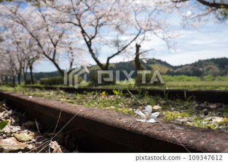 鏽跡斑斑的廢棄鐵軌上落下的櫻花 109347612