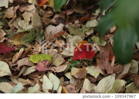 red leaves on fallen leaves 109347967