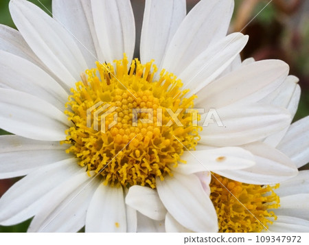Kikumi's flower Kikumi's flower 109347972