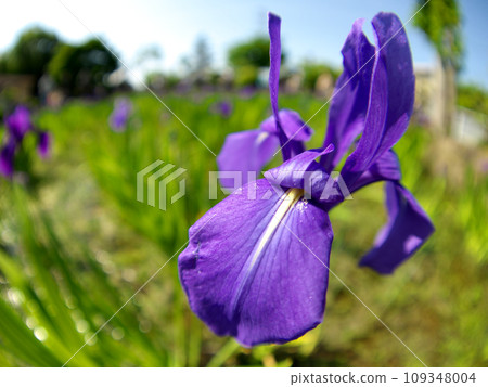 Kakitsubata photographed with a fisheye lens 109348004