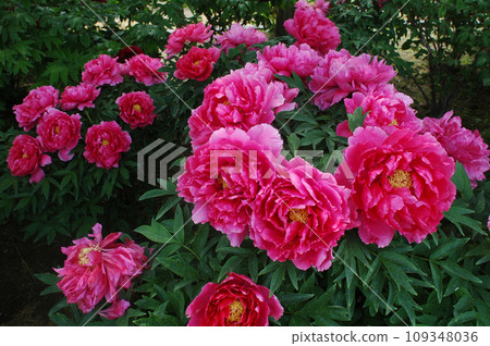 Red peony Red peony 109348036
