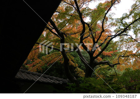 Landscape with autumn leaves Landscape with autumn leaves 109348187