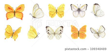 Set of white and yellow butterflies. Fluttering lepidoptera, tropical flying, sitting insects with wings. Watercolor illustration. For wallpaper, print, banner design, postcards Set of white and yellow butterflies. Fluttering lepidoptera, tropical flying, sitting insects with wings. Watercolor illustration. For wallpaper, print, banner design, postcards 109348489