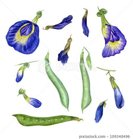 Set of blue flower heads in different stages. Blooming flowers, bud. Withered flower and green pod. tropical plant. Ipomoea, clitoria ternatea. Watercolor illustration. For package, print, menu Set of blue flower heads in different stages. Blooming flowers, bud. Withered flower and green pod. tropical plant. Ipomoea, clitoria ternatea. Watercolor illustration. For package, print, menu 109348496