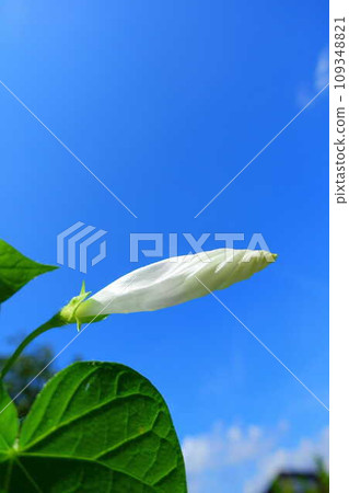 牽牛花 牽牛花 芽 牽牛花 牽牛花 芽 109348821