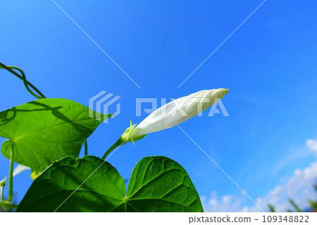 牽牛花 牽牛花 芽 109348822