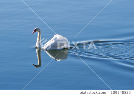 Swan 109348823