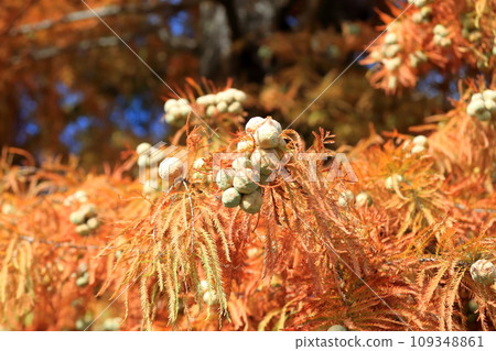 落葉的樂松（日本柳杉） 109348861