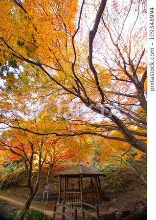 Autumn leaves of Mt. Miyaji (Toyokawa City, Aichi Prefecture) 109348994