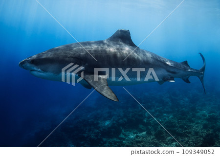 Tiger shark on deep in blue ocean. Diving with dangerous tiger sharks. Tiger shark on deep in blue ocean. Diving with dangerous tiger sharks. 109349052