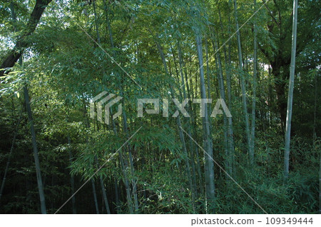 竹林 竹林 109349444