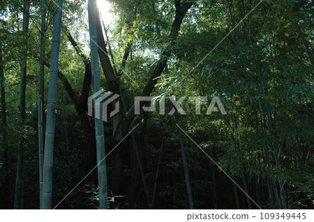燈火照耀竹林 燈火照耀竹林 109349445